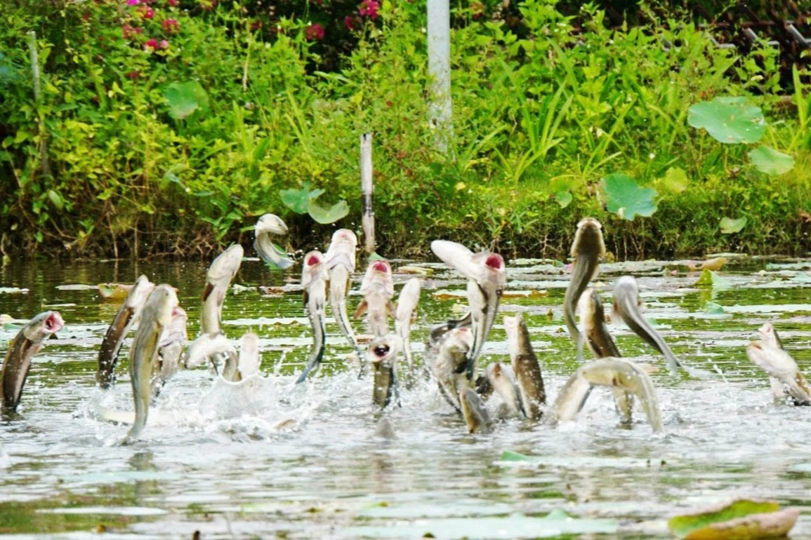 Cồn Sơn Cần Thơ