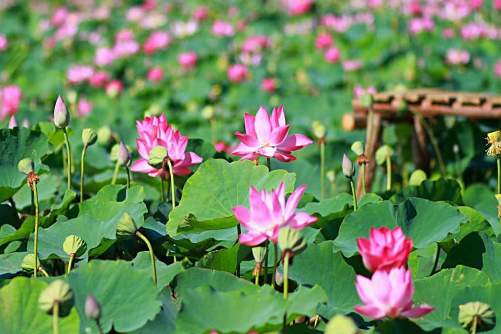 Hồ Sen Ba Láng Hồ Sen Ba Láng